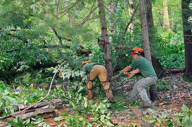 Best Tree Branch Trimming  in Aurora, OH